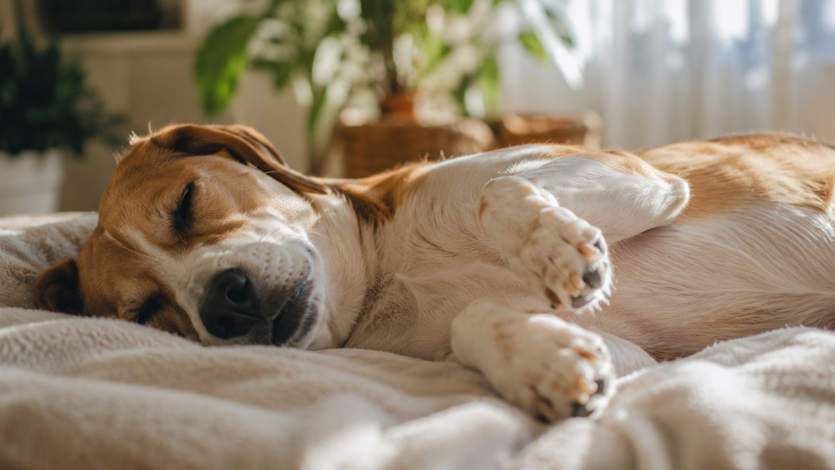 Köpekler rüya görür mü? Bildiklerimiz ve bilmediklerimiz