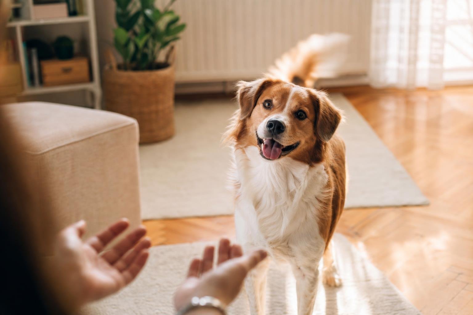 Köpeğiniz neden kuyruk sallar? Her sallayış aynı değil